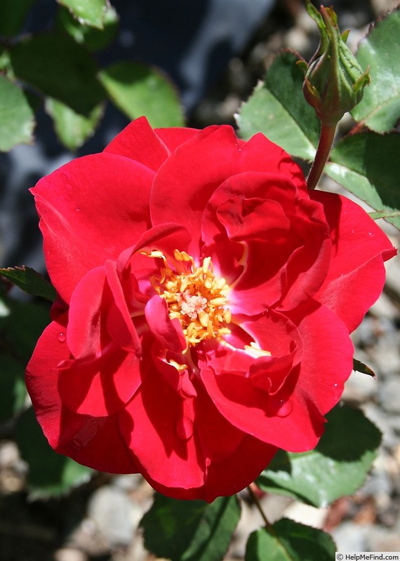 'Irene Angelina' rose photo