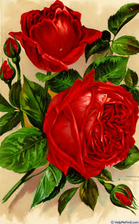 'Louis van Houtte (hybrid perpetual, Lacharme 1869)' rose photo