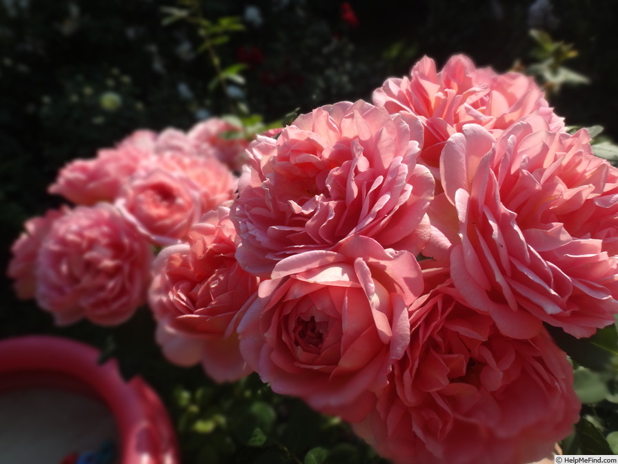 'Pink Lаdy of Shalott' rose photo