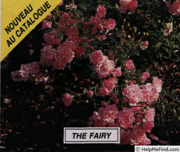 'The Fairy' rose, click to enlarge 'The Fairy' rose photo