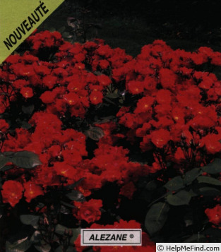 'Alezane ® (floribunda, Dorieux, 1986)' rose photo