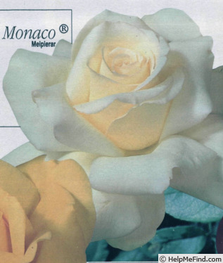 'Caroline de Monaco ®' rose photo