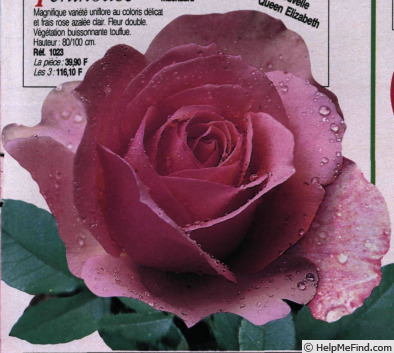 'Penthouse ® (hybrid tea, McGredy 1979)' rose photo