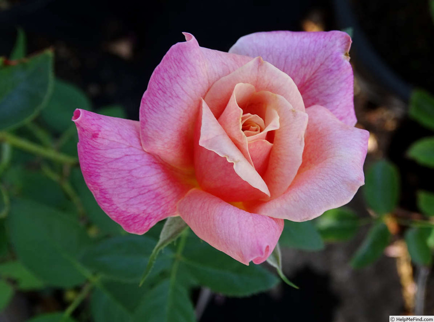 'La Jolla' rose photo