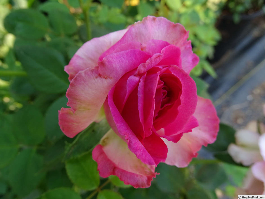 'Lady Like (hybrid tea, Tantau, 1989)' rose photo