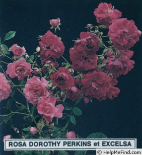 'Excelsa' rose photo