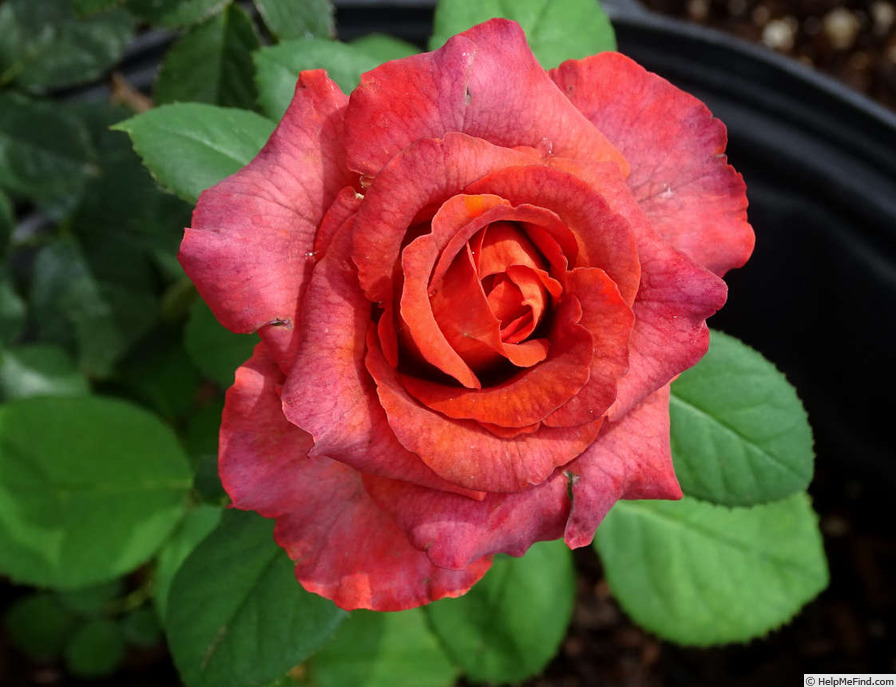 'Mama Africa (florists rose, Spek, 2005)' rose photo
