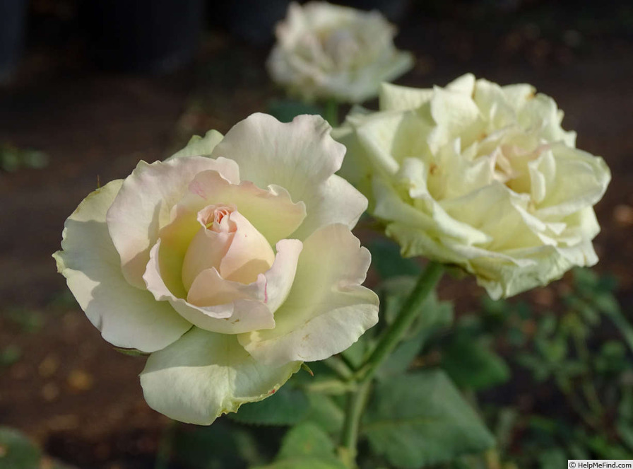 'Mint Julep' rose photo