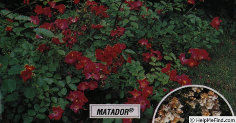 'Matador (shrub, Interplant 1983)' rose photo