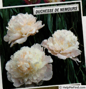 'Duchesse de Nemours (hybrid lactiflora, Calot, 1856)' peony photo