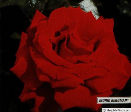 'Ingrid Bergman ®' rose, click to enlarge 'Ingrid Bergman ®' rose photo