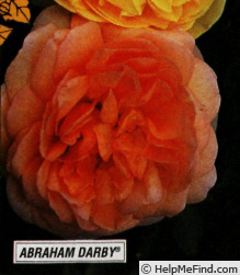 'Abraham Darby' rose photo