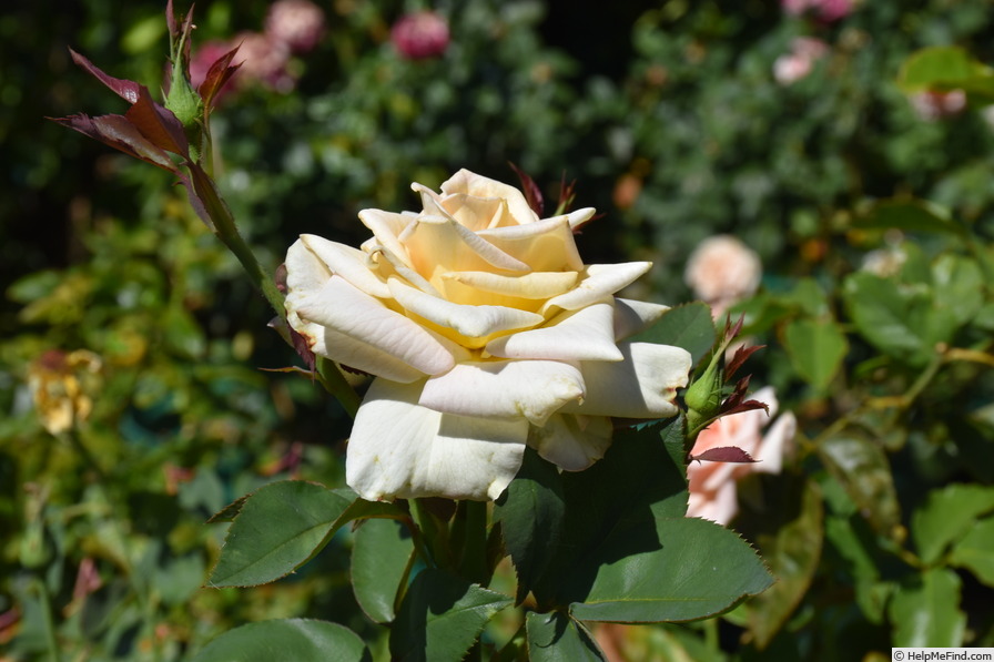 'Bob Woolley' rose photo