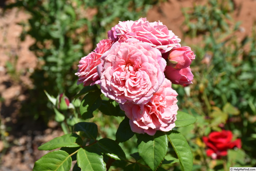 'William Christie ®' rose photo
