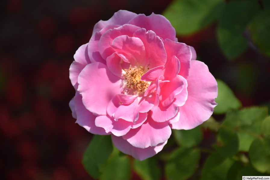 'Marjory Palmer' rose photo