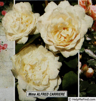'Madame Alfred Carrière (Noisette, Schwartz, 1875)' rose photo