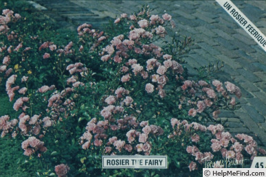 'The Fairy' rose photo