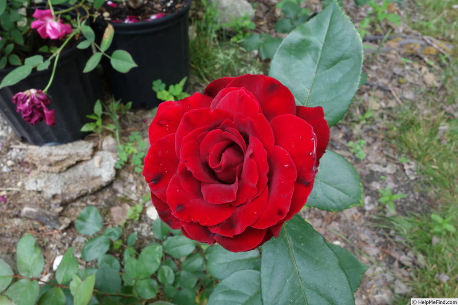 'Belgica' rose photo