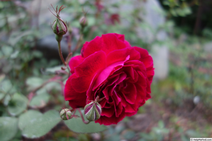 'Edith Clark' rose photo