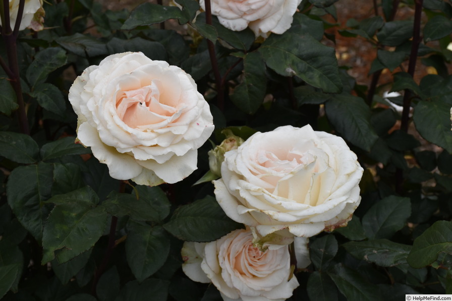 'Emely ® (KORgenoma)' rose photo