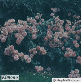 'Kimono ®' rose photo