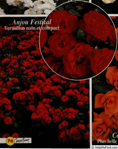 'Anjou Festival' rose photo