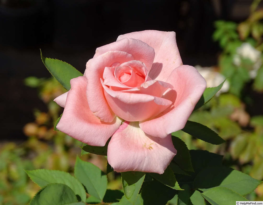 'Nantucket' rose photo