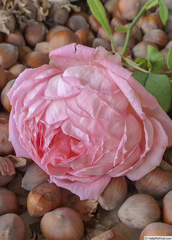 'Comtesse de Provence' rose photo