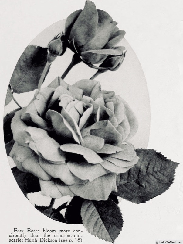 'Hugh Dickson' rose photo