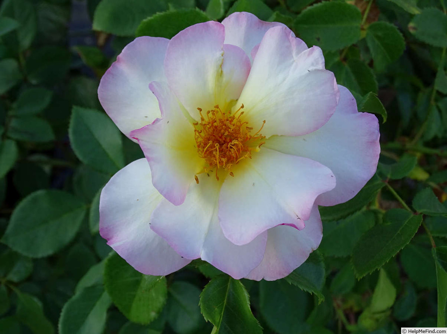'Olivier Roellinger ®' rose photo