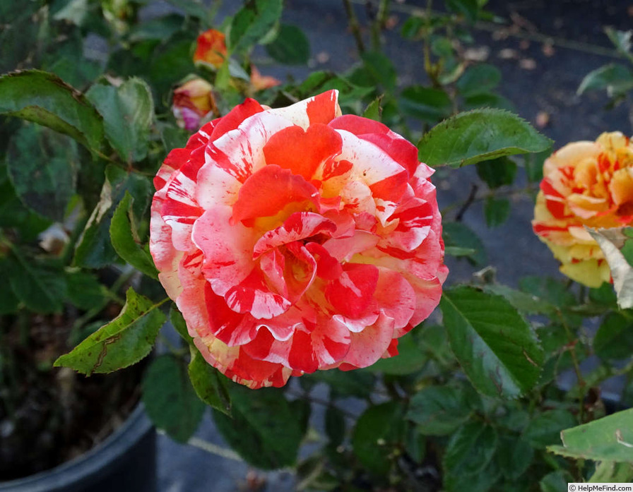 'Oranges 'n' Lemons ™' rose photo