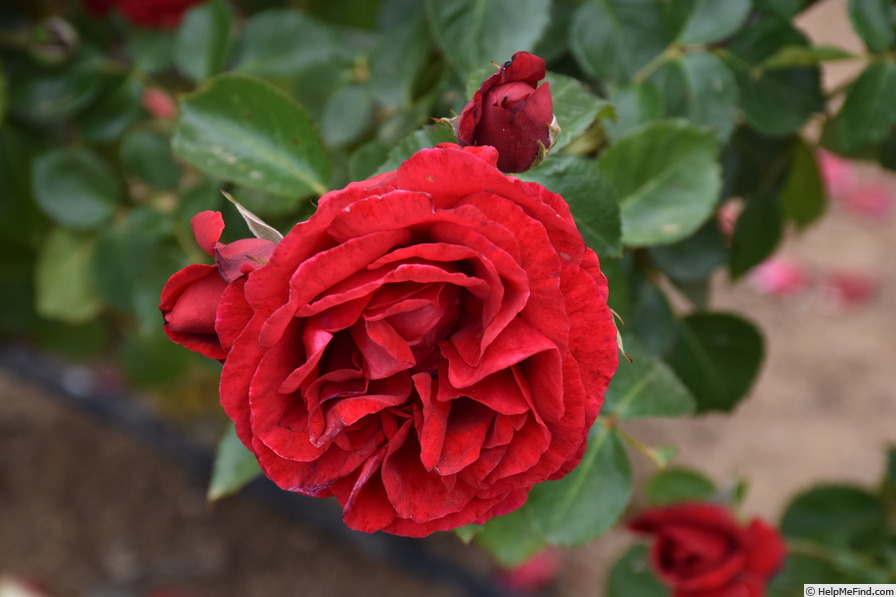 'Sympathie ®' rose, click to enlarge 'Sympathie ®' rose photo