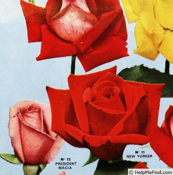 'New Yorker' rose photo