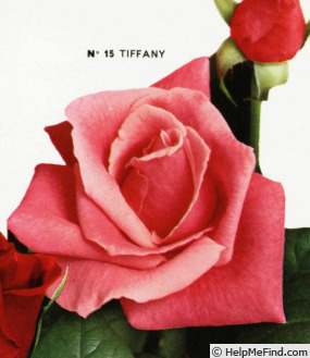'Tiffany (hybrid tea, Lindquist, 1953)' rose photo