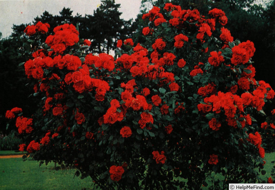 'Vaire ®' rose photo