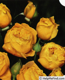'Yellow Hammer' rose photo