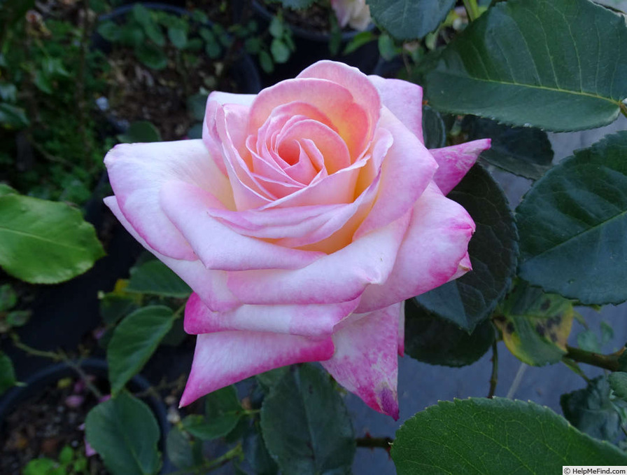 'Parthenon ®' rose photo