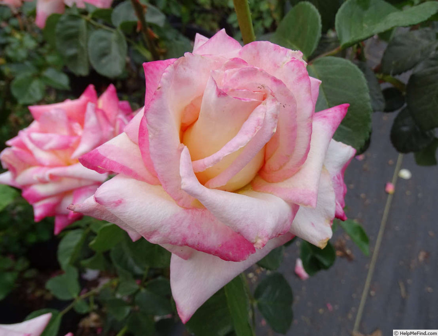 'Parthenon ®' rose photo