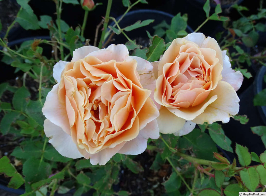 'Peach Perfection' rose photo