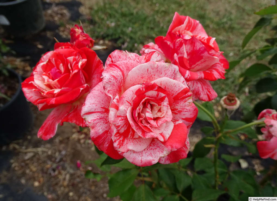 'Philatelie' rose photo