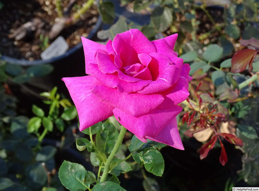'Purple Beauty' rose photo