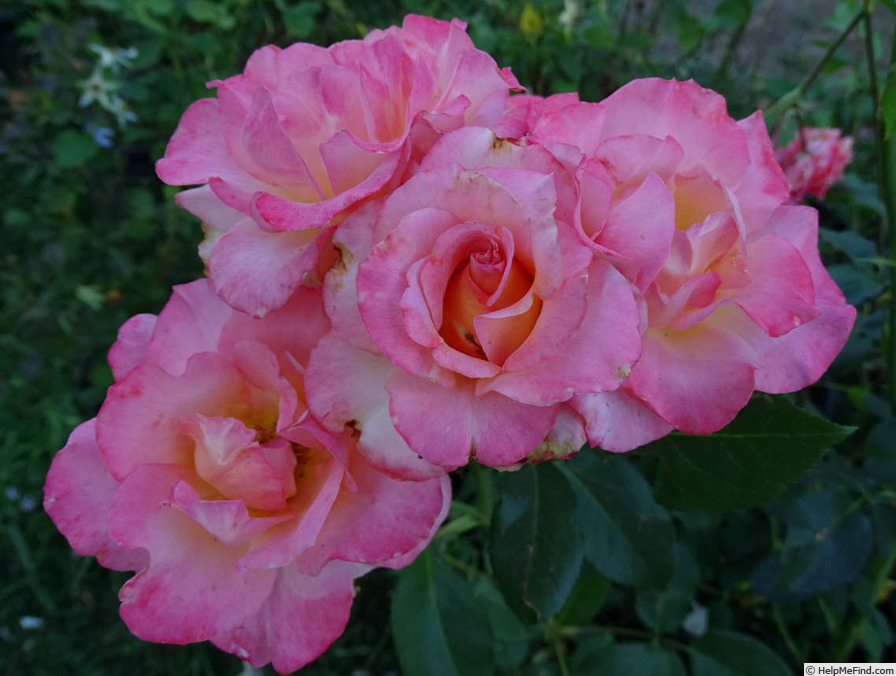 'Rejoice' rose photo