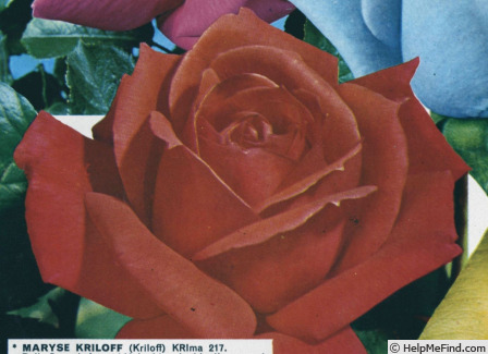 'Maryse Kriloff ®' rose photo