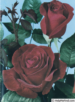 'Joséphine Baker' rose photo