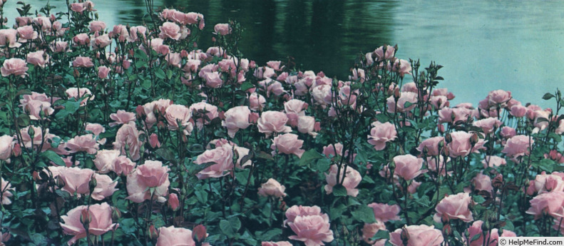 'Queen Elisabeth (hybrid tea, Lammerts before 1951)' rose photo