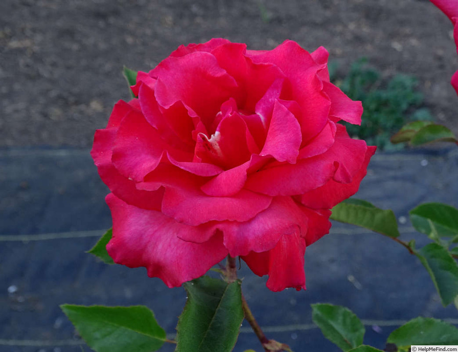'Sandringham Centenary' rose photo