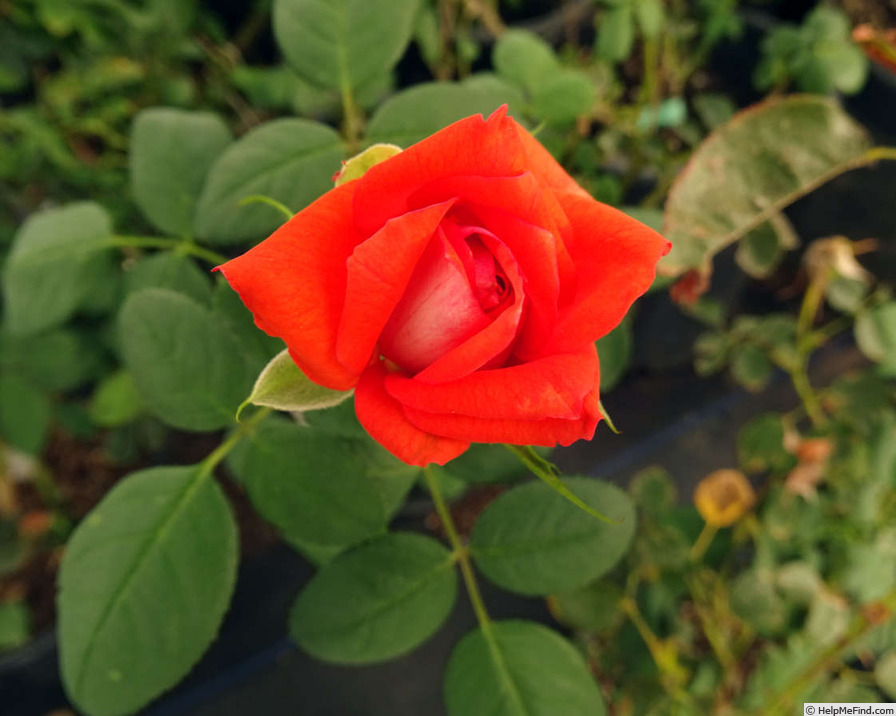 'Scherzo ®' rose photo