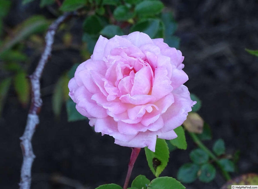 'Souvenir de Madame Léonie Viennot' rose photo