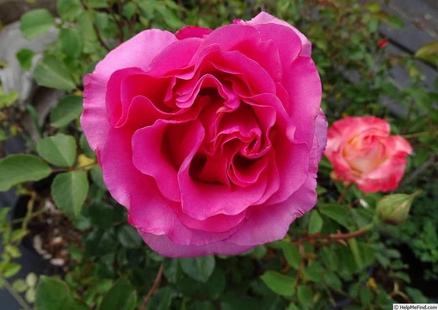 'Spring Break' rose photo