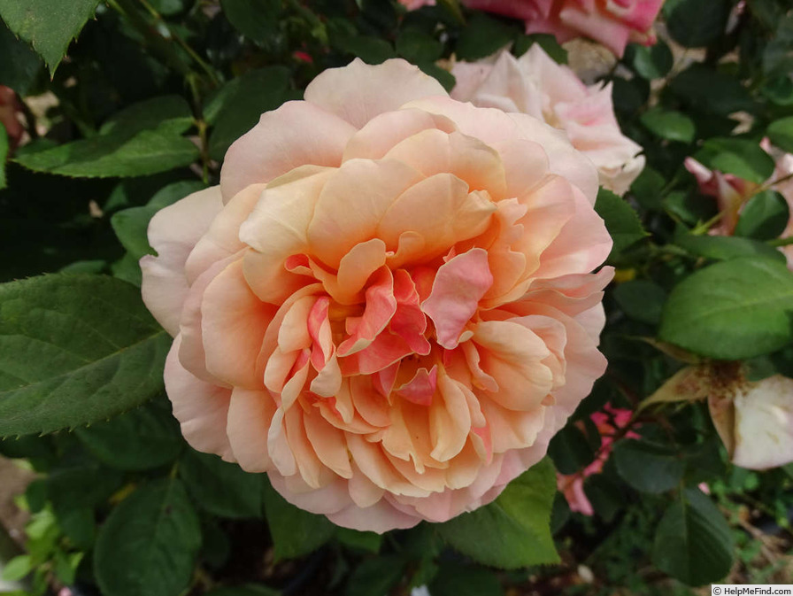 'State of Grace' rose photo